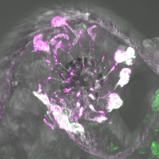 Figure: IR8a (green) and tuning receptor IR64a (magenta) localize to the ciliated endings of olfactory sensory neurons in the Drosophila antenna. 