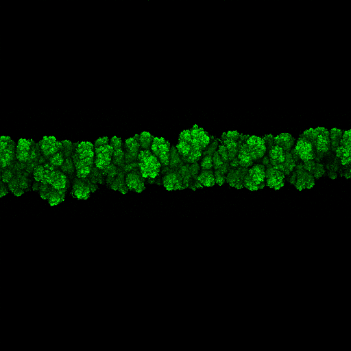 Snapshot of an E. coli colony displaying morphological instability and roughening after 37 hours of growth. The image shows maximum-intensity projections of the confocal optical slices taken at different depths in the medium