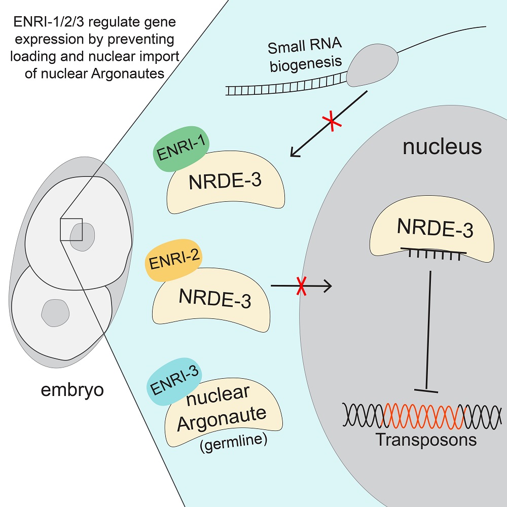 Small RNA scheme
