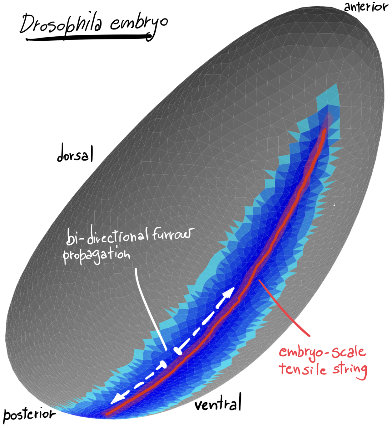 3D rendering of an in silico simulation of the Drosophila embryo at the onset of gastrulation. Darker blue indicates greater apical surface constriction. The red line indicates the region of greatest tensile stress working as a ‘cheese cutter wire’ indenting the ventral tissue and initiating embryo gastrulation.