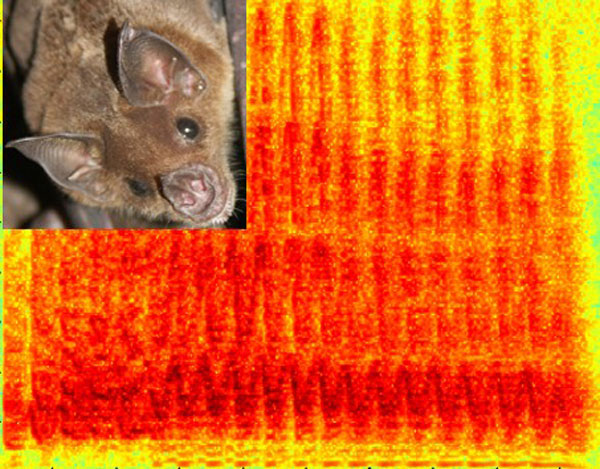 Phyllostomus discolor, and a spectrogram of a species-specific call