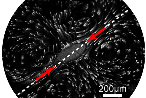 Flow field generated by a contracting organism S. ambiguum. 