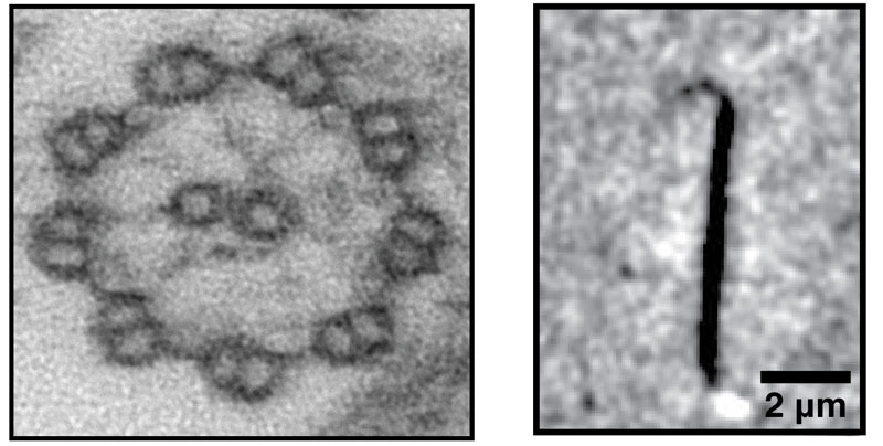 Axonemal microtubules