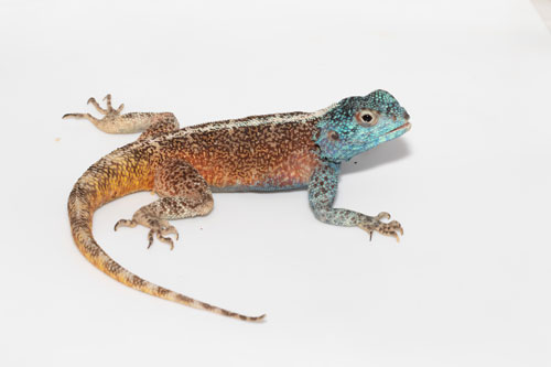 Untangling the structural and molecular mechanisms underlying colour and rapid colour change in a lizard, Agama atra.