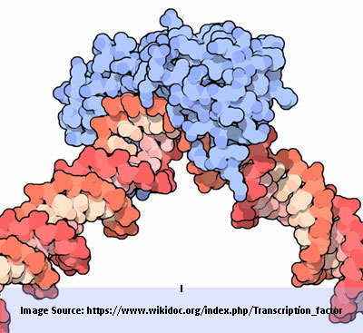 Transcription factor