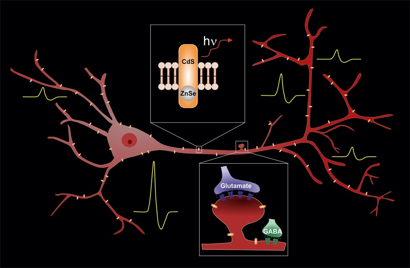 Voltage Nanosensors ShWeiss