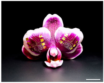 IGT-based NAND and NOR gates conform to the surface of orchid petals 