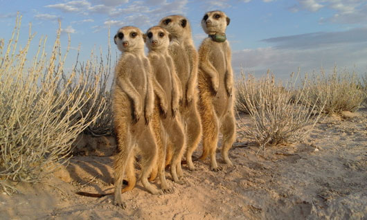 Meercats