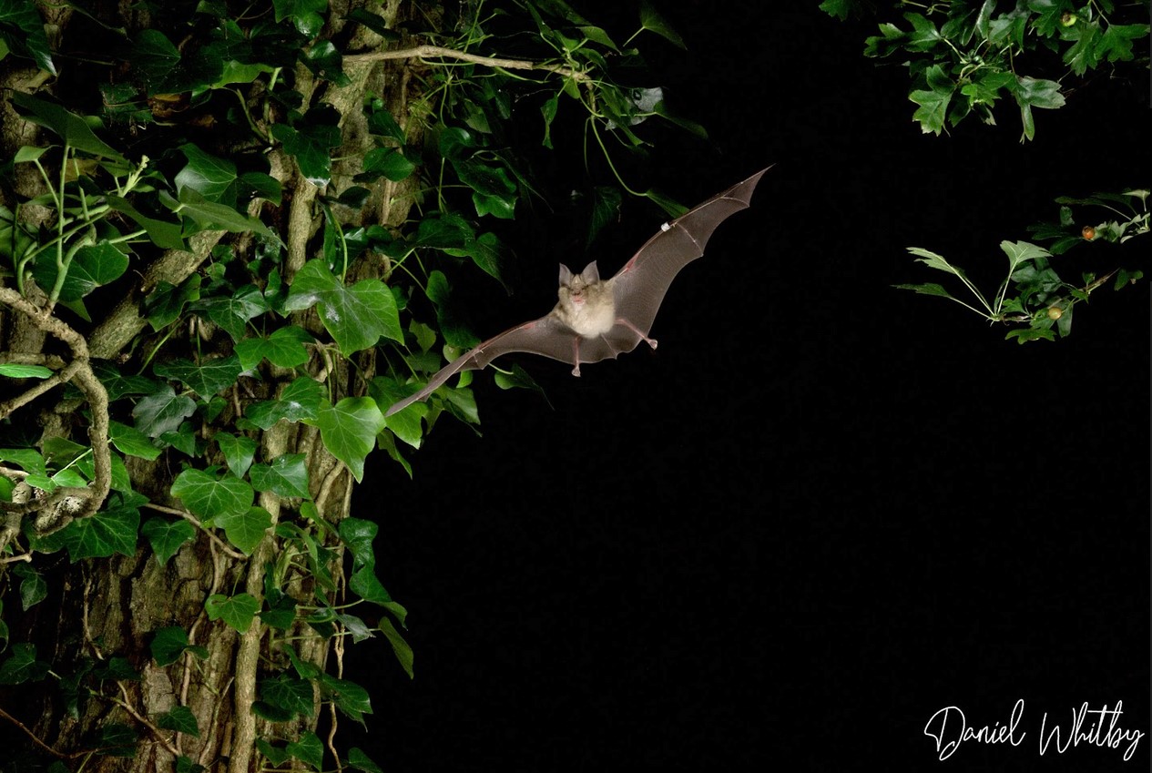 Greater horseshoe bat (Rhinolophus ferrumequinum) in full flight. Photo credit: Daniel Whitby