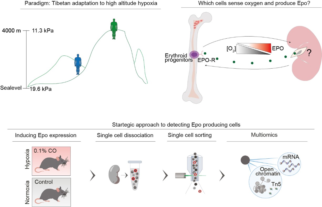 Tibetans are adapted to high altitude hypoxia by alternating erythropoiesis regulation.