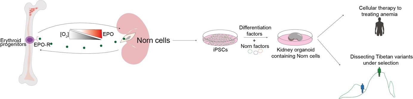 The cells responsible for Epo producing are named Norn cells