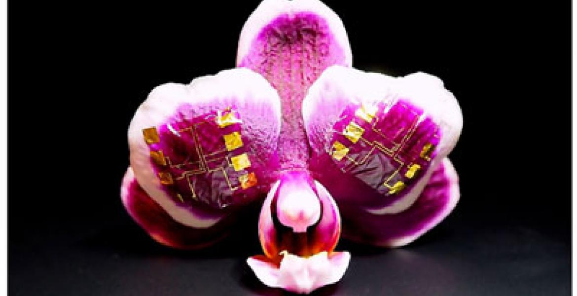  IGT-based NAND and NOR gates conform to the surface of orchid petals