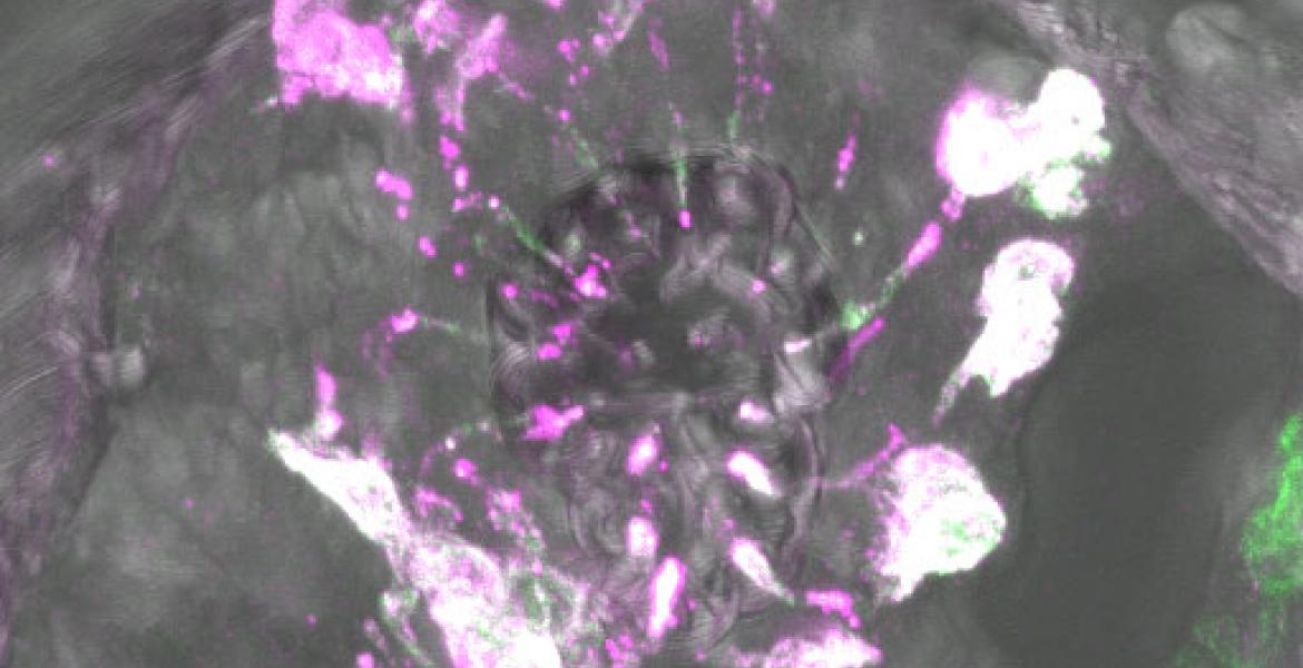 IR8a (green) and tuning receptor IR64a (magenta) localize to the ciliated endings of olfactory sensory neurons in the Drosophila antenna