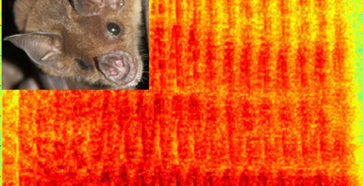Phyllostomus discolor, and a spectrogram of a species-specific call