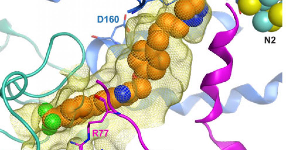 Hypothetical binding model of mubritinib