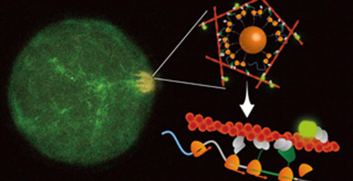 Confocal observation showing the formation of actin filaments (orange patch) triggered by the translation of mRNA molecules grafted on magnetic nanoparticles