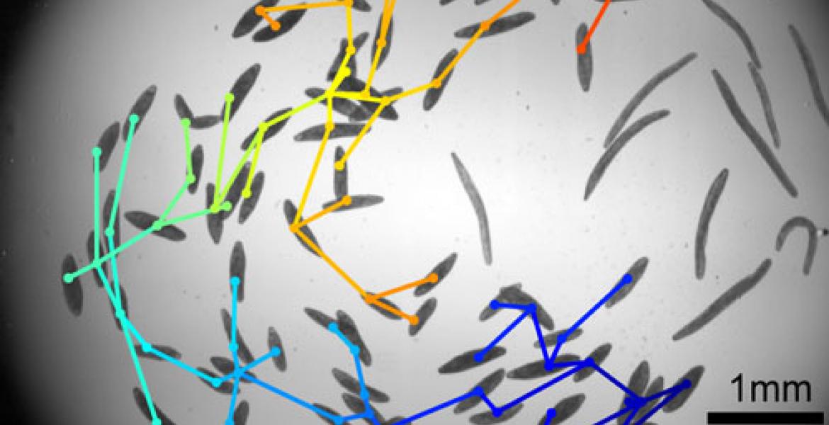 A hydrodynamic trigger wave propagating though a colony. 