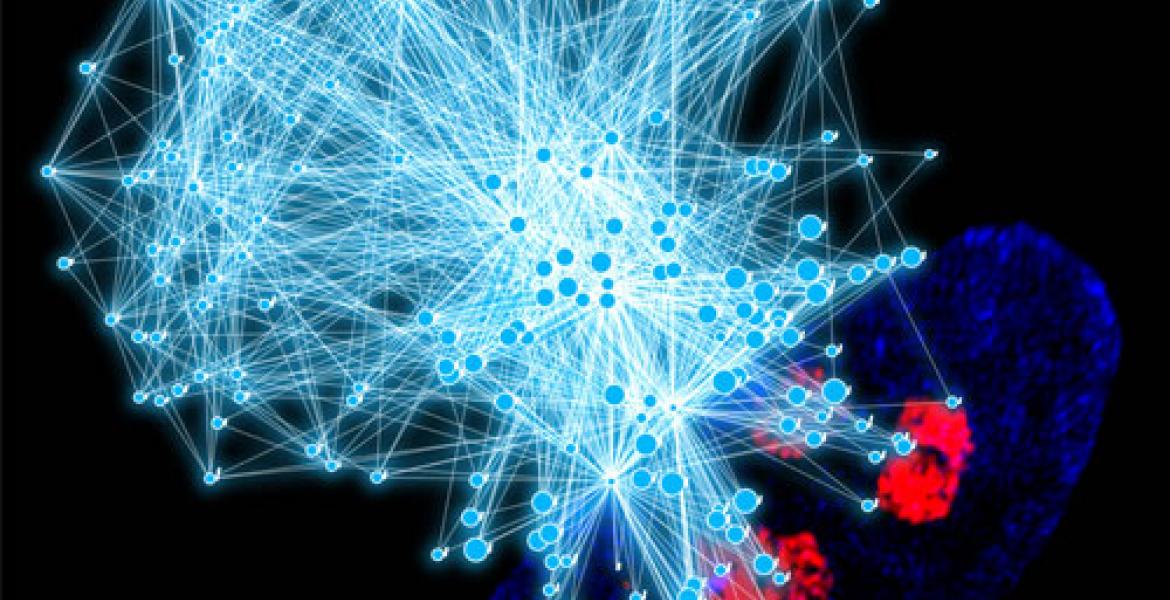 snoRNA U3 RNA-FISH (red) outlining nucleoli inside a nucleus (DAPI, blue) overlaid with an RNA network of snoRNAs and spatially associated protein-coding transcripts derived from Proximity RNA-seq data..