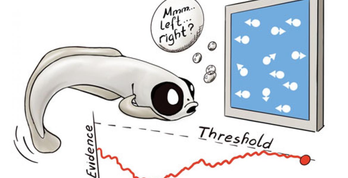 An artist’s depiction of how larval zebrafish make decisions about the direction of coherent motion within a cloud of mostly randomly moving dots