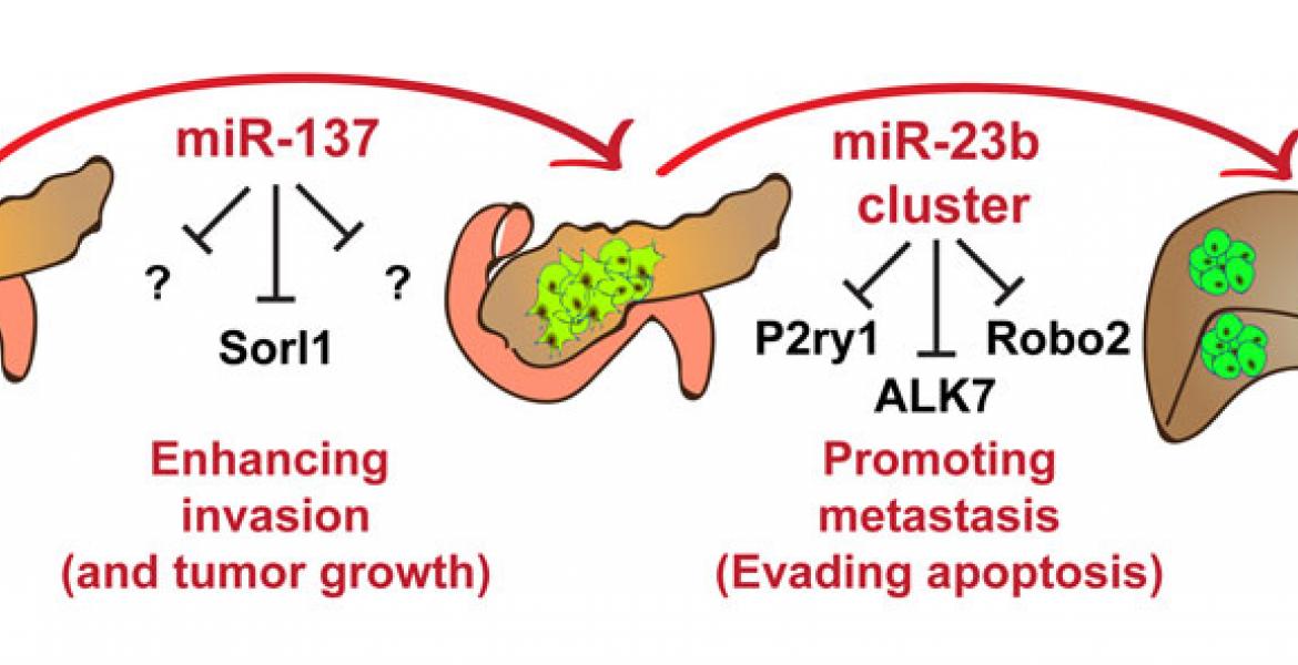 MicroRNA-137 enhances tumor growth and local invasion of pancreatic neuroendocrine tumors, while the microRNA-23b cluster promotes liver metastasis.