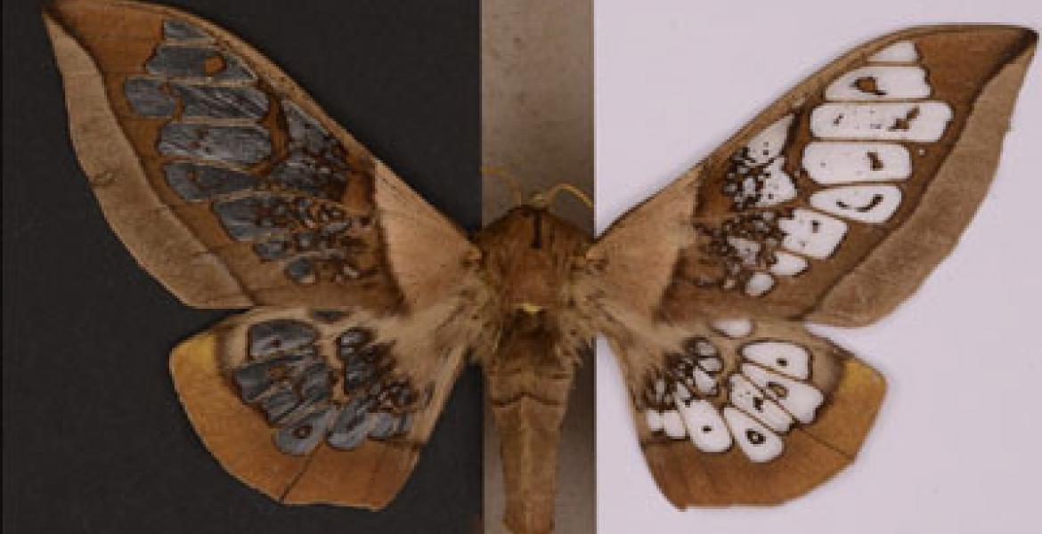 Moth wings