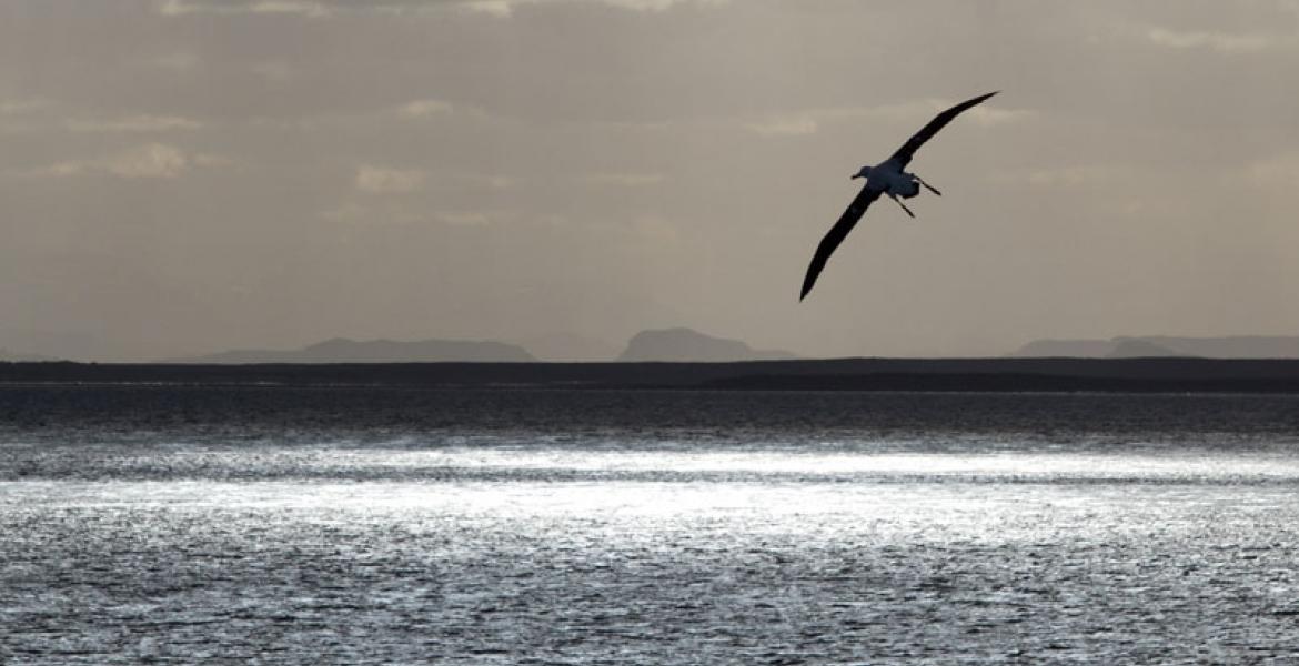 Seabirds in flight