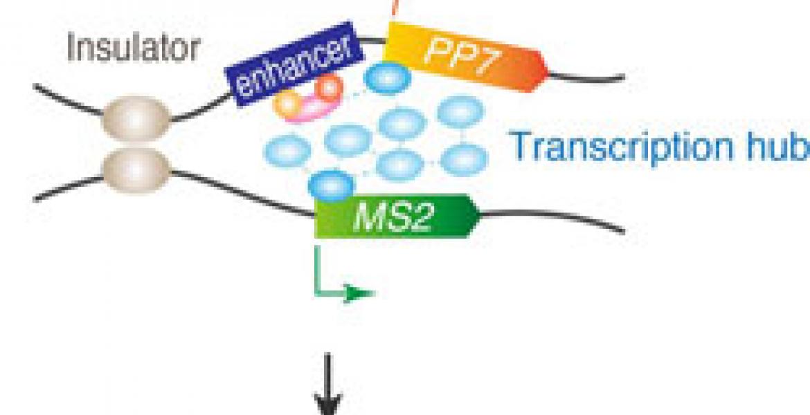 Model for gene activation via transcription hub.