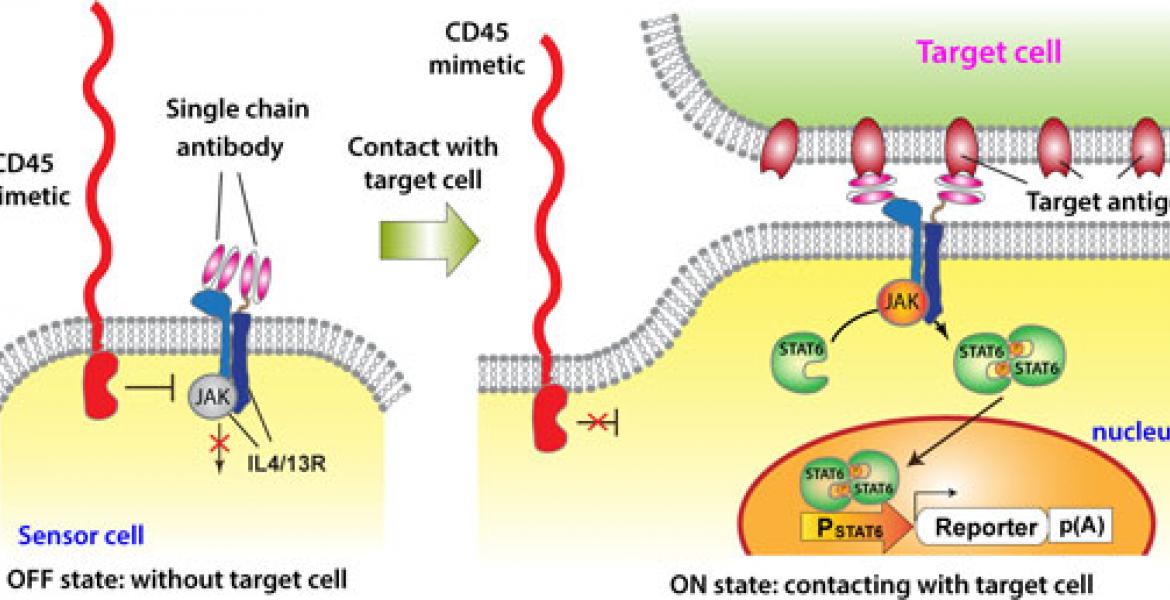 Synthetic-biology-inspired signaling device for sensing specific cell contact.