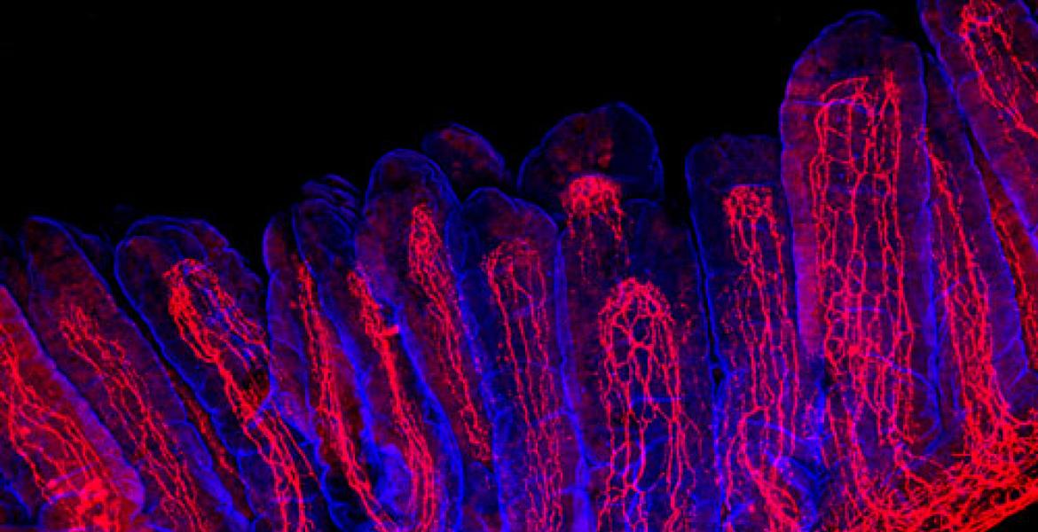 Intestinal villi (blue) with neuronal fibers (red)