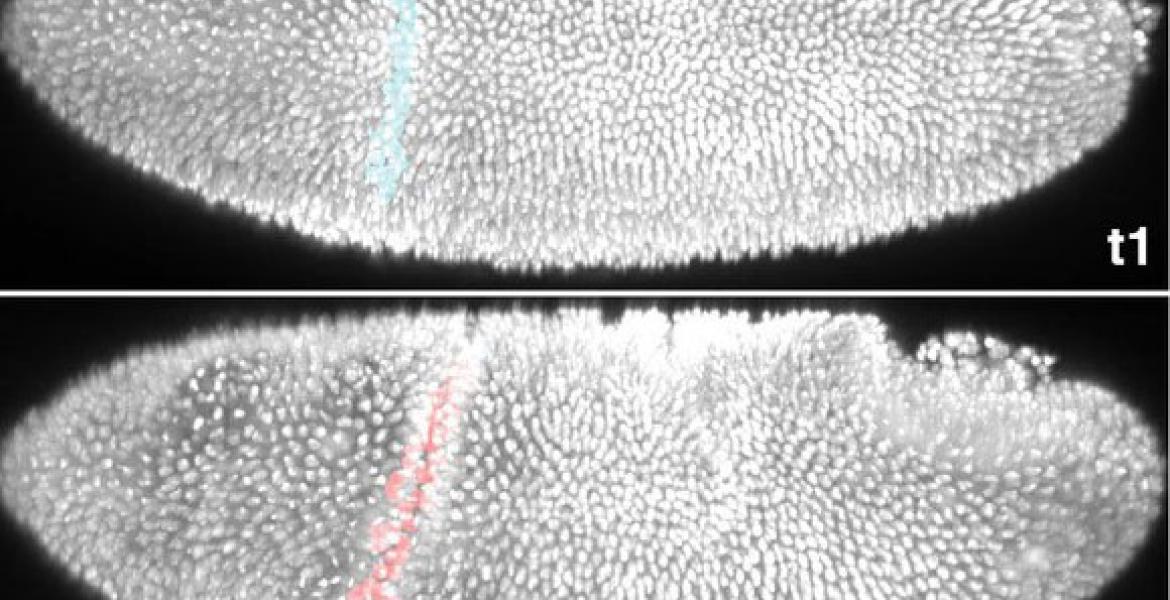 The origami of the fruit fly embryo – the cephalic furrow