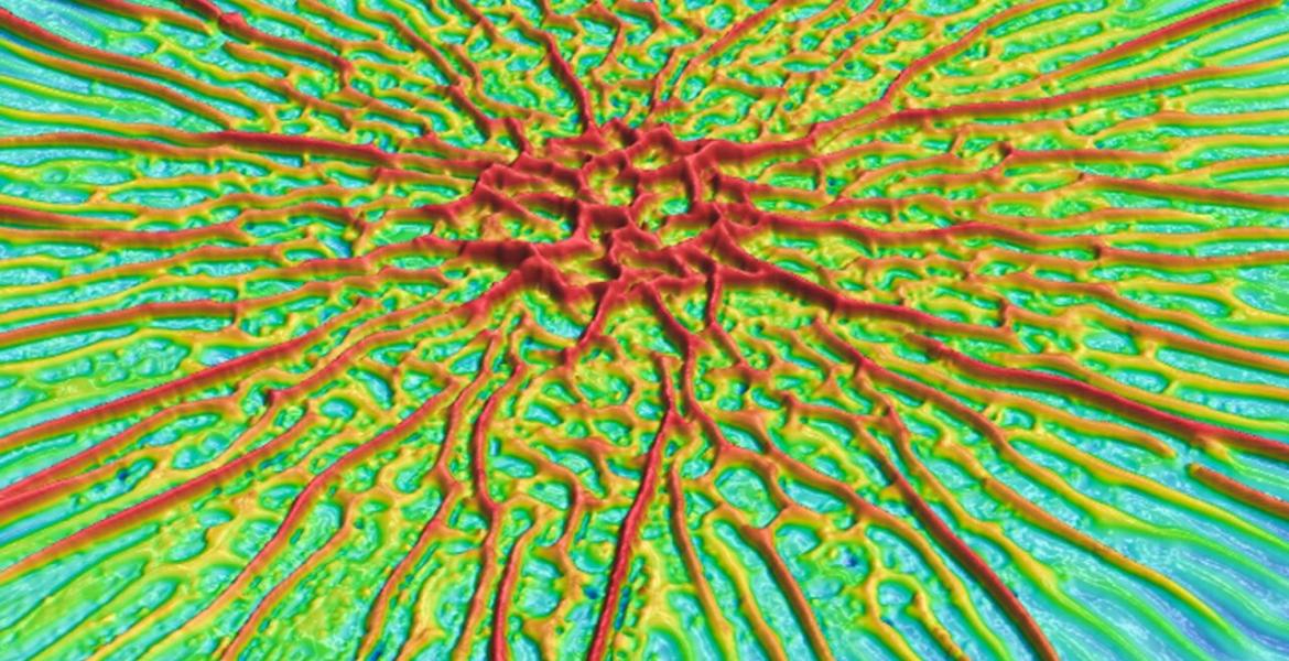 Surface topography of a Vibrio cholerae biofilm 