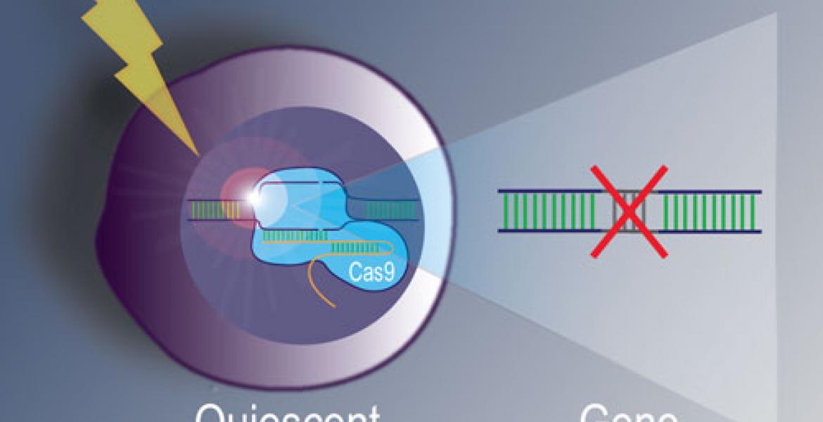 Schematic of the CRISPR approach