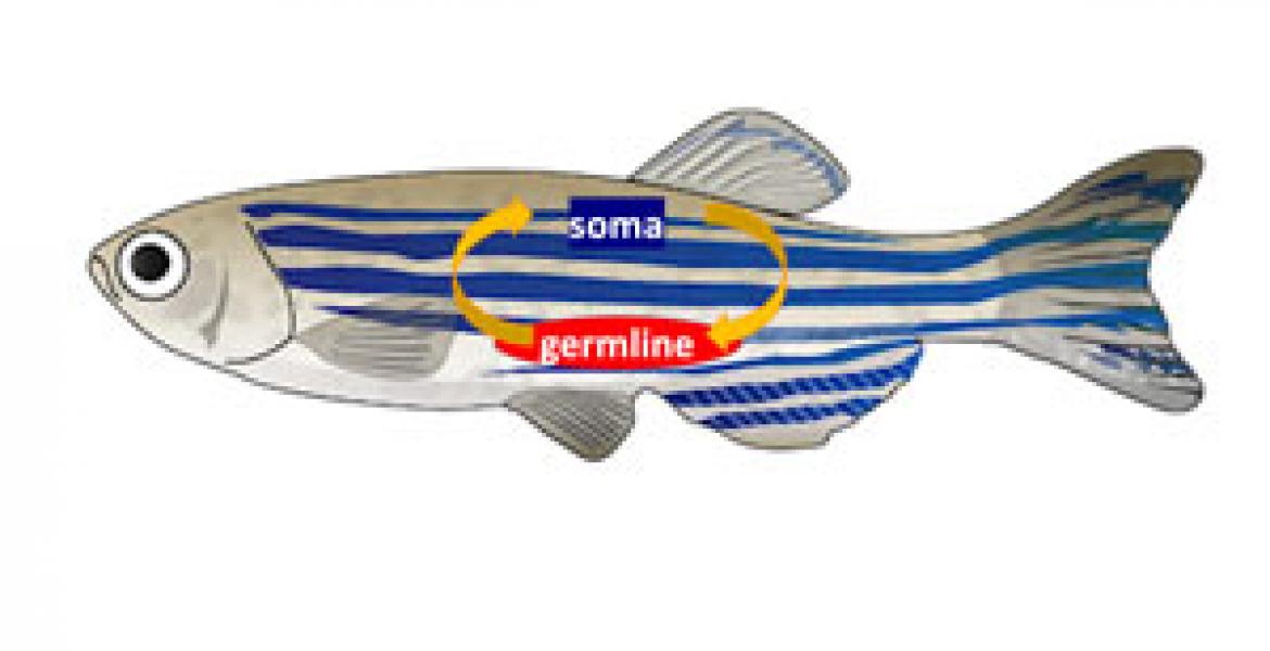 Zebrafish - expensive germline hypothesis