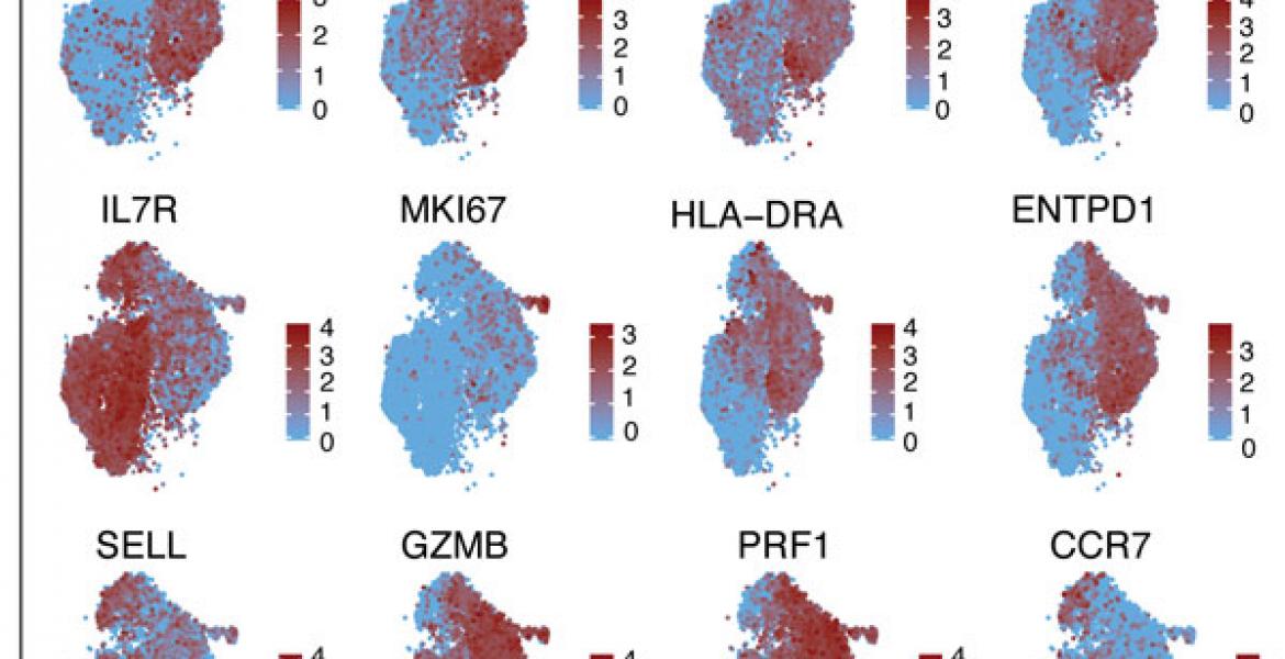 Gene expression profile of tumor infiltrating T cells isolated from melanoma patients. 