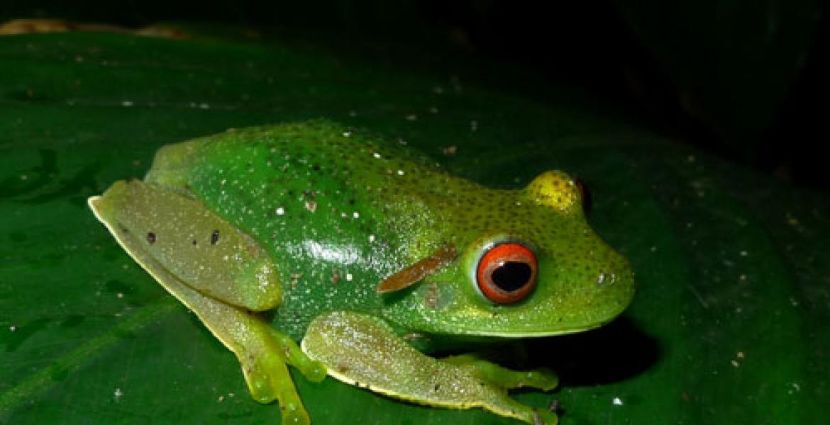 Treefrog