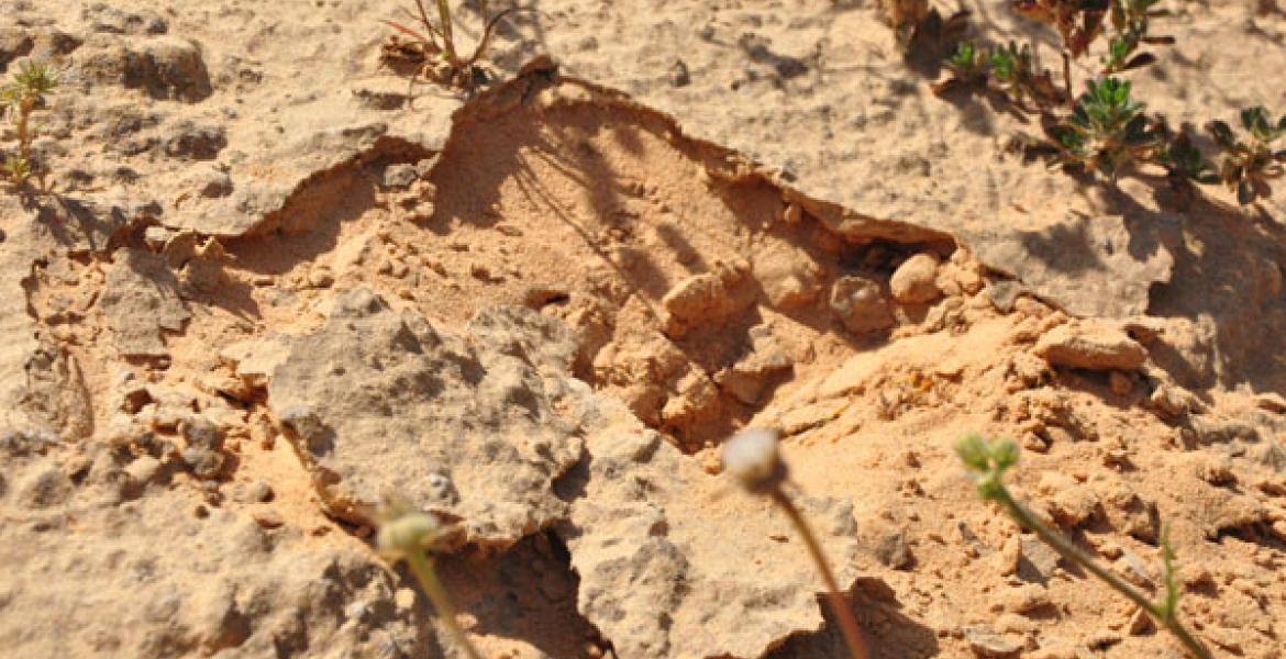 Desert biological sand crusts from Nizzana area in Negev desert 