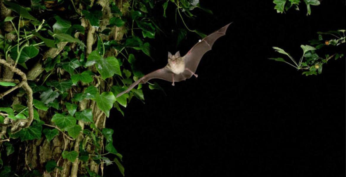 Greater mouse-eared bat