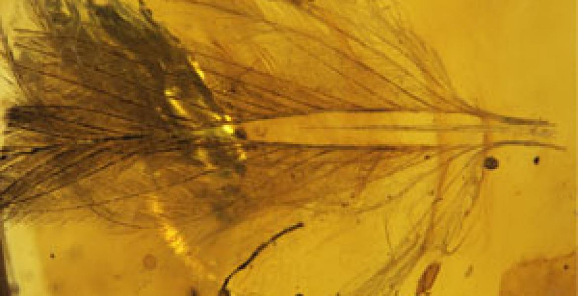 A feather embedded in Burmese amber