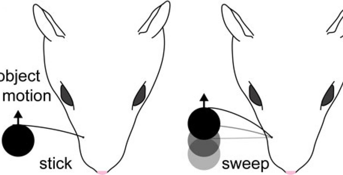 The two main whisker motion features coded by the rat somatosensory cortex to account for touch sensation