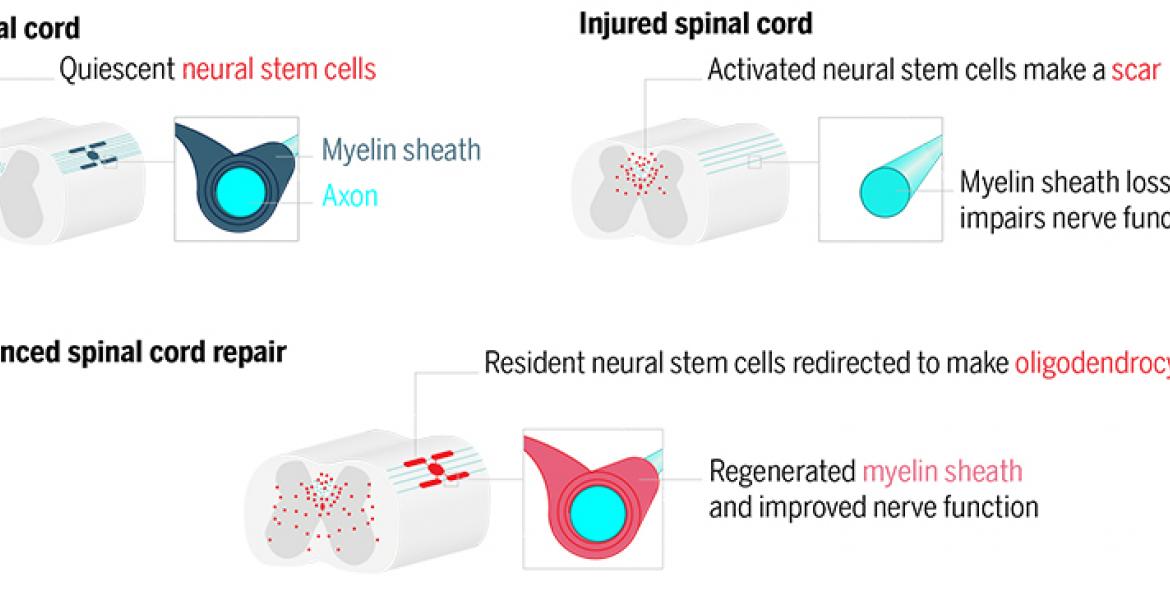 Hidden potential in stem cells