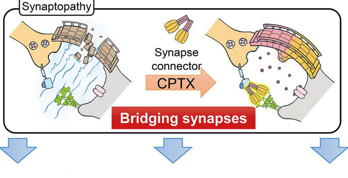 A bridge over troubled synapses in neurological diseases