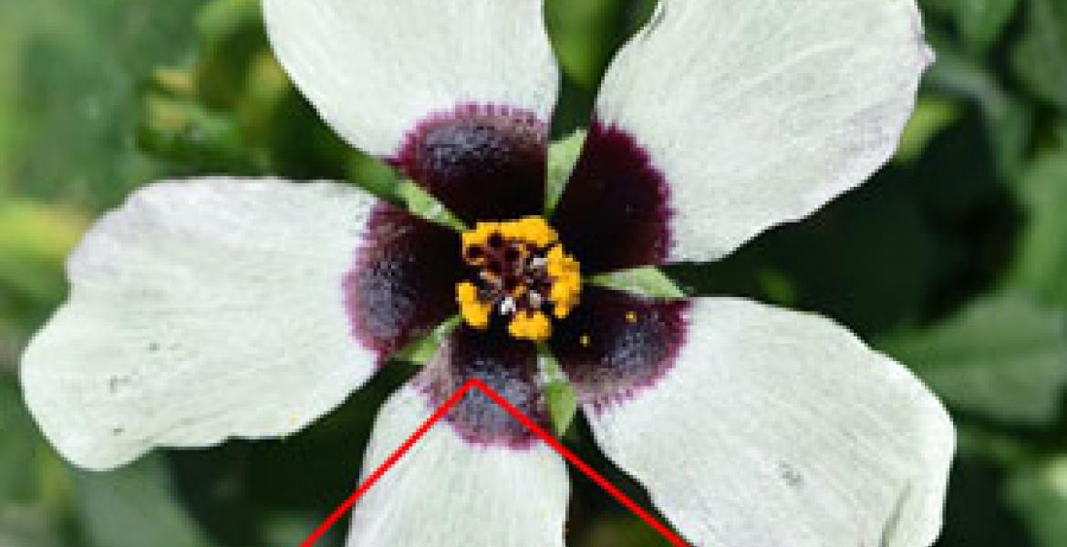 A Hibiscus trionum flower