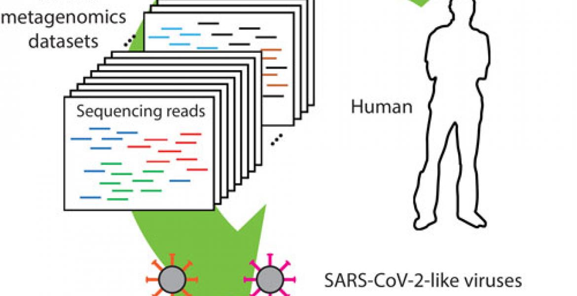 A new meta-search tool identified SARS-CoV-2-like sequences in pangolin viromes