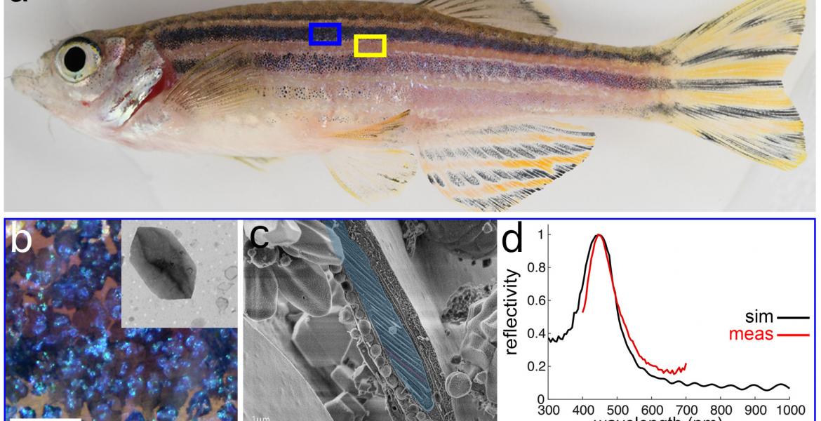 An adult zebrafish showing yellow interstripes with intervening blue stripes.