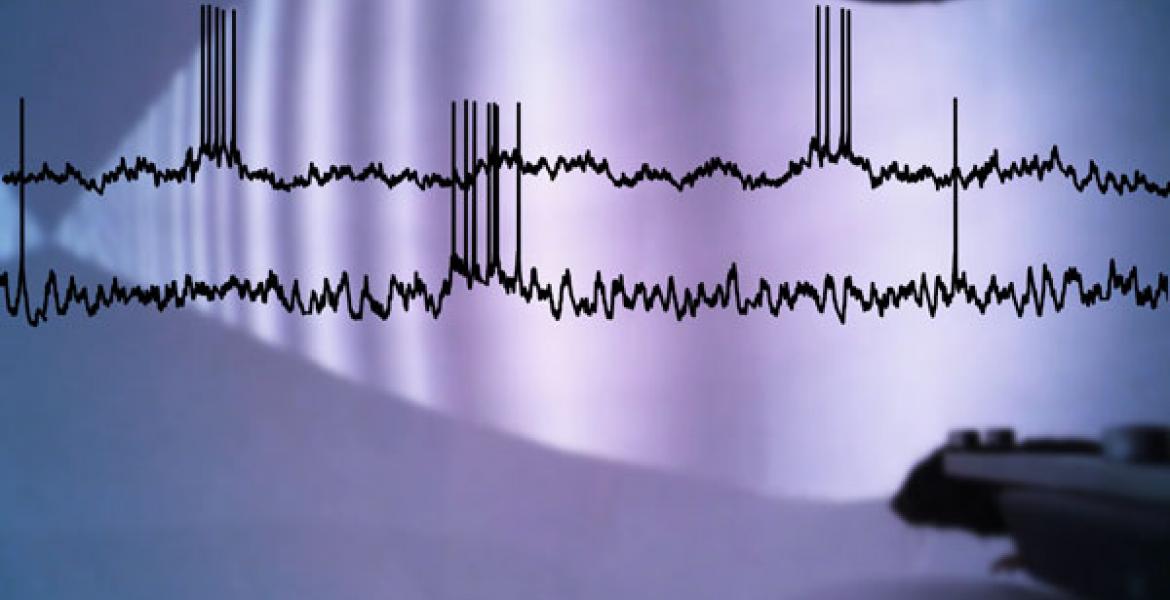 Recording of single neuron electrical activity in mice