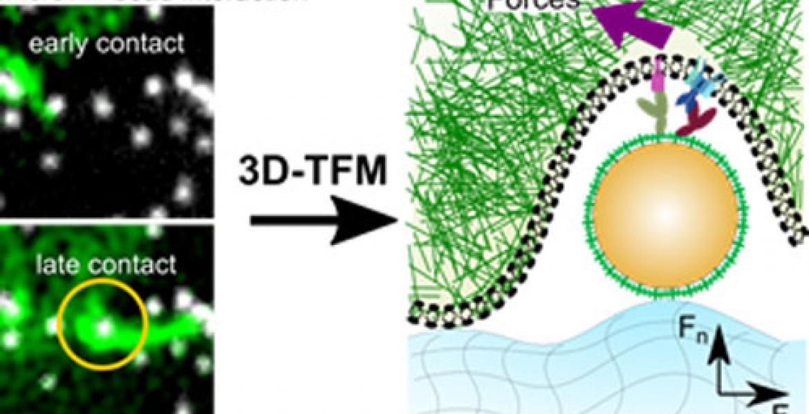 Novel microscopy methods unravel the mechanical interaction of T-cells with small particles