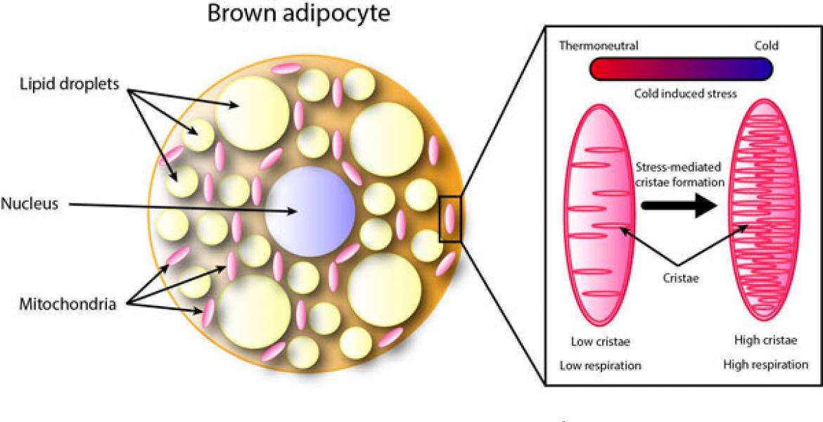 Brown adipocyte