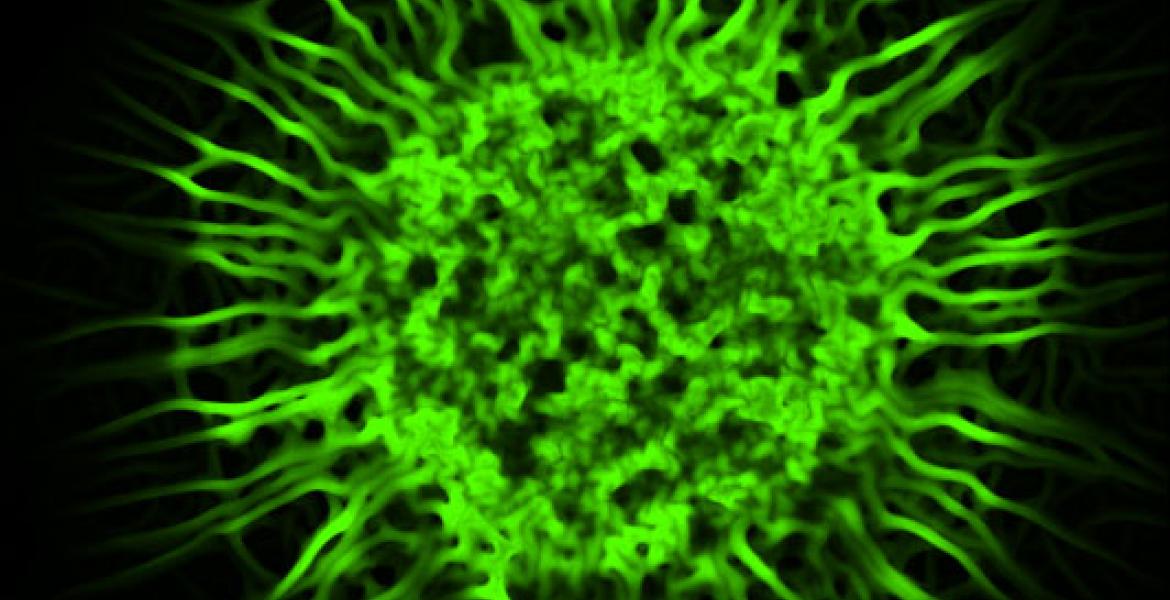 Confocal microscopy image of a biofilm colony of Escherichia coli cells