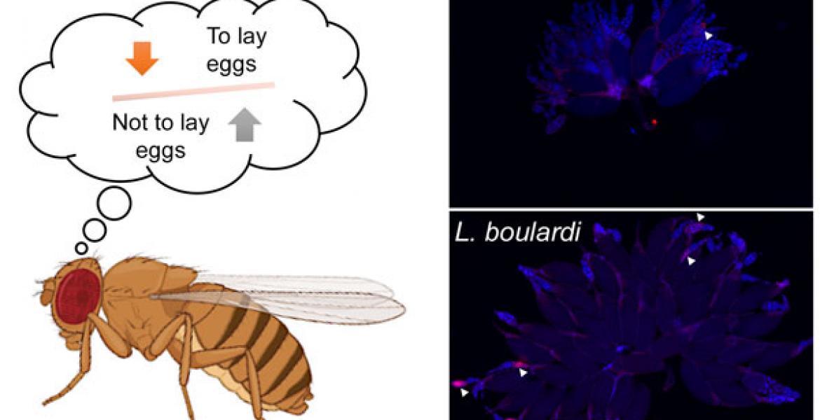 Drosophila females modify their egg-lay in the presence of a parasitic wasp