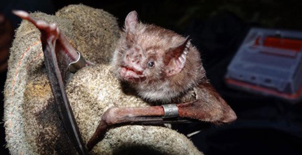 Common vampire bat